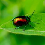 Dogbane leaf beetle